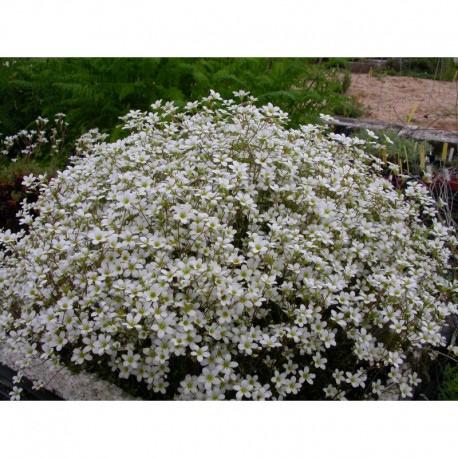 Saxifraga trifurcata - Saxifrage