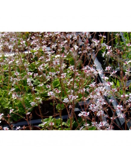 Saxifraga urbium x 'Variegata' - Saxifrage panachée