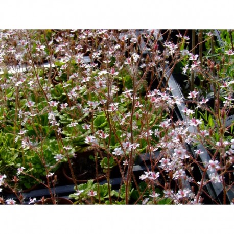 Saxifraga urbium x 'Variegata' - Saxifrage panachée