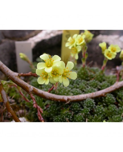 Saxifraga webrii x 'Pygmalion' - saxifrages