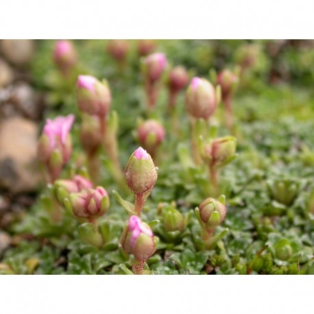 Saxifraga wendelacina x 'Wendy'