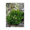 Saxifraga zimmeteri x - saxifrages