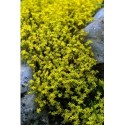 Sedum acre - Poivre de muraille