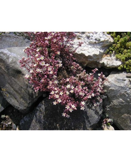 Sedum dasyphyllum - Orpin à feuilles épaisses