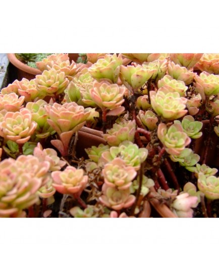 Sedum nevii