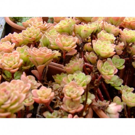 Sedum nevii