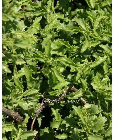 Hylotelephium populifolium - sedum à feuille de peuplier