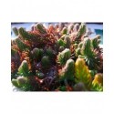 Sedum reflexum 'Neoulos' - sedum réfléchi