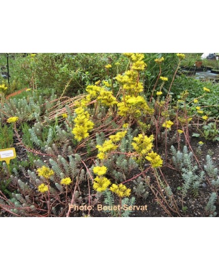 Sedum rupestre - Orpin des rochers, Orpin réfléchi