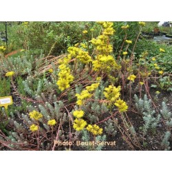 Sedum rupestre - Orpin des rochers, Orpin réfléchi