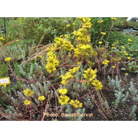 Sedum rupestre - Orpin des rochers, Orpin réfléchi