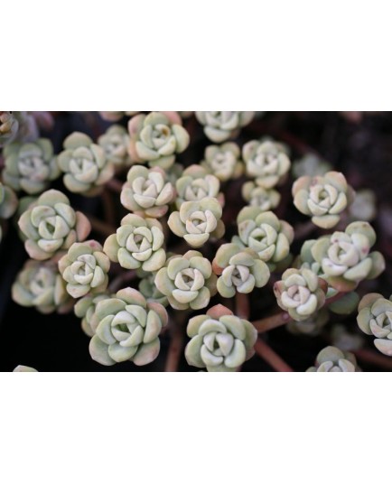 Sedum spathulifolium 'Cape Blanco' - Orpin