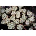 Sedum spathulifolium 'Cape Blanco' - Orpin