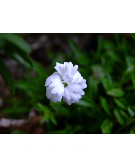 Heliosperma pusillum 'Flore Pleno'