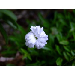 Heliosperma pusillum 'Flore Pleno'