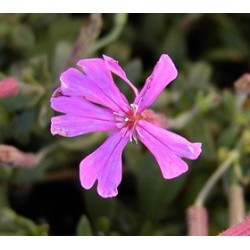 Silene schafta