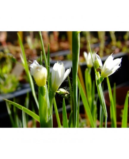 Sisyrinchium 'Pôle Star' - bermudienne