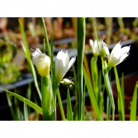 Sisyrinchium 'Pôle Star' - bermudienne