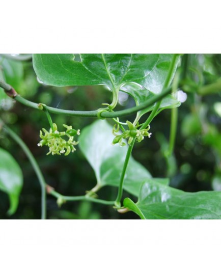 Smilax excelsa - Salsepareille élevée