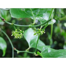 Smilax excelsa - Salsepareille élevée