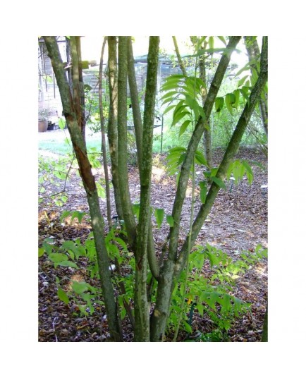 Sorbaria arborea - Sorbaire