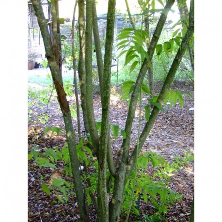 Sorbaria arborea - Sorbaire