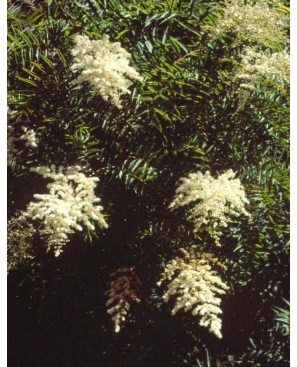 Sorbaria kirilowii - sorbaire