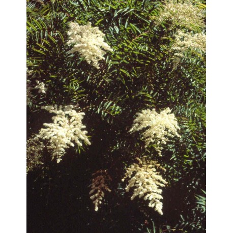 Sorbaria kirilowii - sorbaire