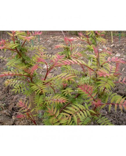 Sorbaria sorbifolia 'Sem'® - sorbaire