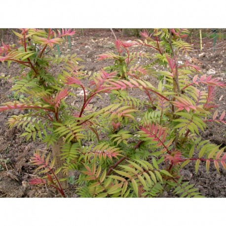 Sorbaria sorbifolia 'Sem'® - sorbaire