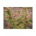 Sorbaria sorbifolia 'Sem'® - sorbaire