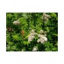 Sorbaria sorbifolia 'Sem'® - sorbaire