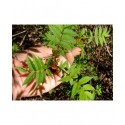 Sorbaria sorbifolia - sorbaire