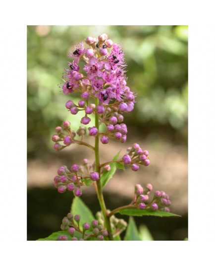 Spiraea 'Pyratimide' - spirées