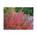 Spiraea 'Pyratimide' - spirées