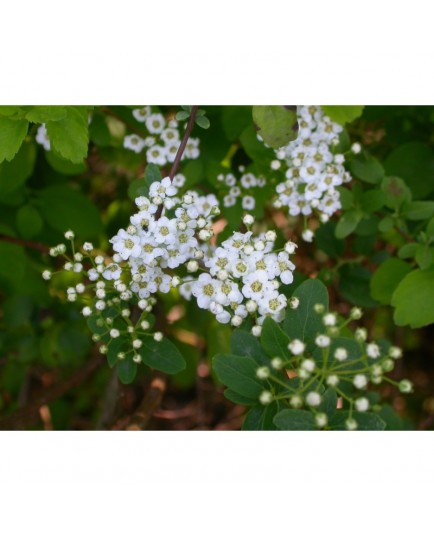 Spiraea 'Summersnow' - Spirées