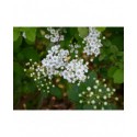 Spiraea 'Summersnow' - Spirées