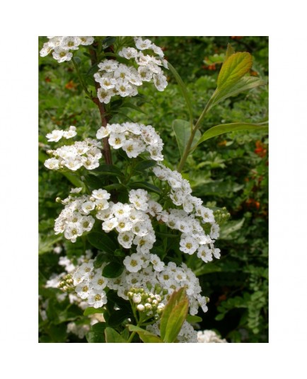 Spiraea 'Merveille de la Presle' - spirées