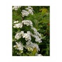 Spiraea 'Merveille de la Presle' - spirées