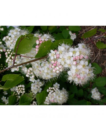 Spiraea 'Printomne' - Spirées à feuille de petit chêne , spirée 0BL3