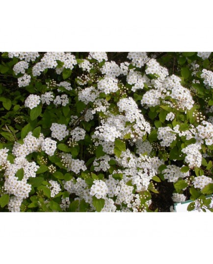 Spiraea chinensis - Spirée