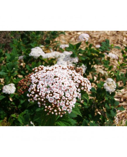 Spiraea formosana - Spirée de Formose