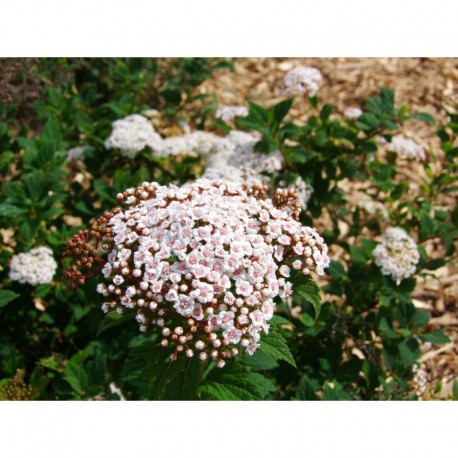 Spiraea formosana - Spirée de Formose