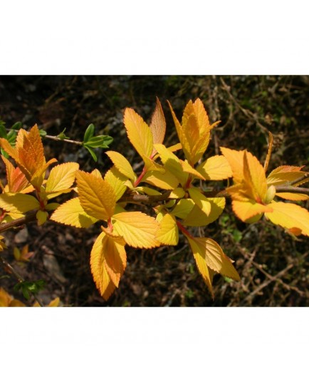 Spiraea japonica 'Feuille d'Or' - Spirée