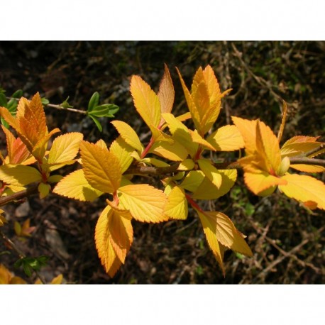 Spiraea japonica 'Feuille d'Or' - Spirée