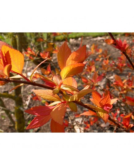 Spiraea japonica 'Papillon de Feu' - Spirée