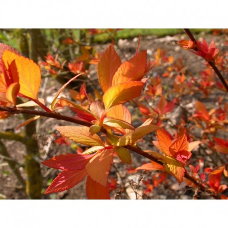 Spiraea japonica 'Papillon de Feu' - Spirée