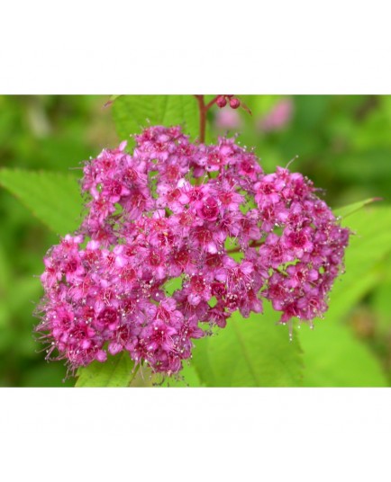 Spiraea japonica 'Tendre Violine' - spirée