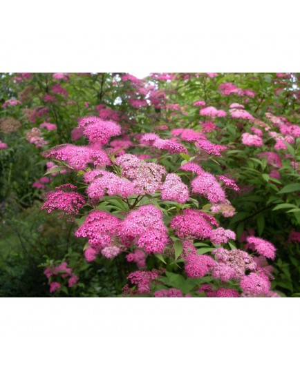 Spiraea japonica 'Magnum Rosé' - spirée géante