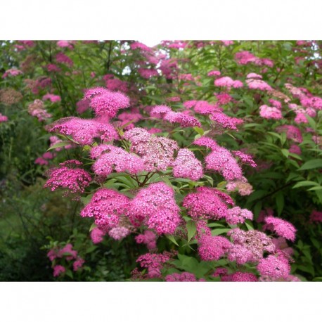 Spiraea japonica 'Magnum Rosé' - spirée géante